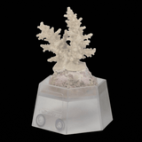 Coral Holder