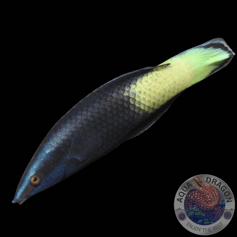 Labroides bicolor "Zweifarben Putzerlippfisch"