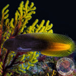 Enchelyurus flavipes "Gelbschwanz-Blenny"