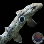 Hemiscyllium ocellatum „Queensland Epaulettenhai“ Nachzucht