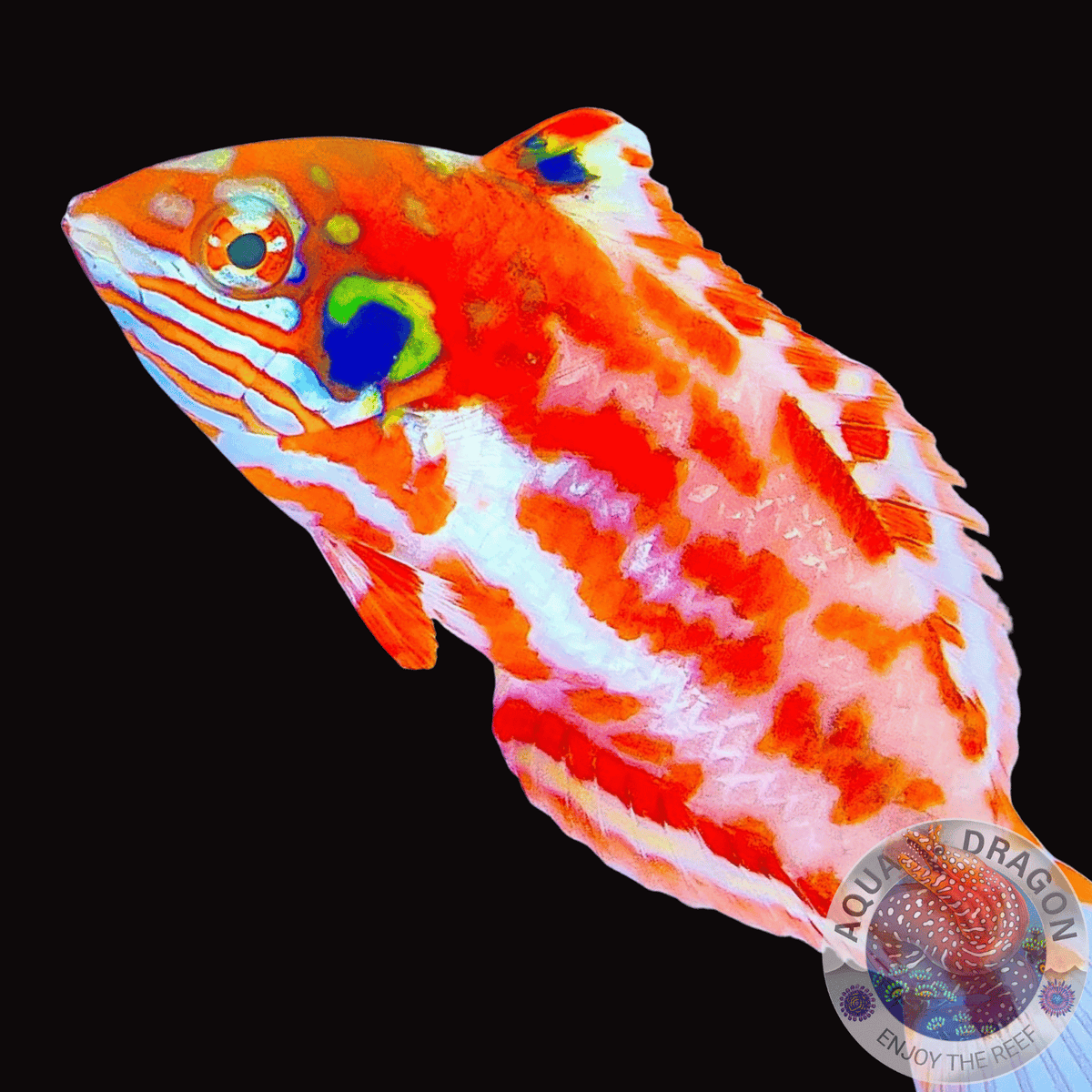 Macropharyngodon choati „Choatis Lippfisch“ – Aqua Dragon