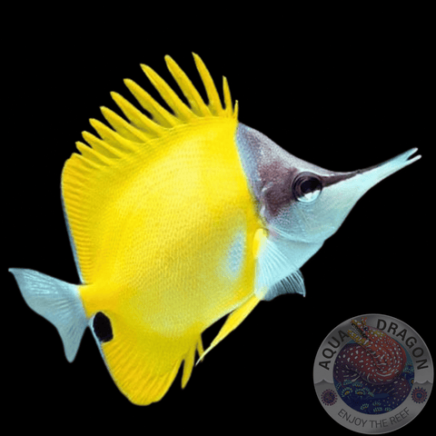 Forcipiger flavissimus Gelber “Langnasen Pinzettfisch”
