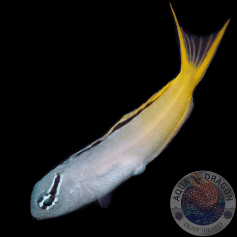 Meiacanthus atrodorsalis “Säbelzahnschleimfisch”