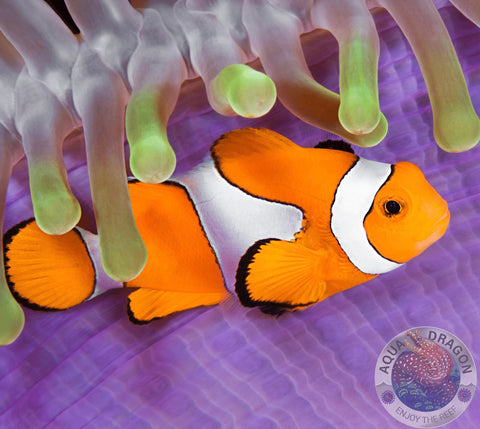 Amphiprion ocellaris „Falscher Clownfisch“  Nachzucht