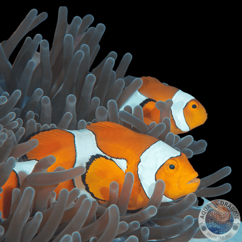 Amphiprion ocellaris „Falscher Clownfisch“ Nachzucht Paar