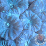 Caulastraea spp. „Teal“ Preis pro Polyp