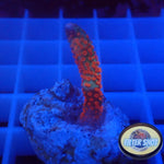Montipora ☮️ „Special Pack“