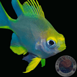Amblyglyphidodon aureus „Goldener Riffbarsch“