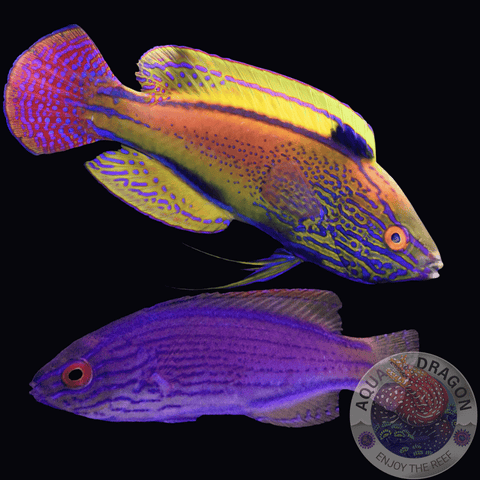 Cirrhilabrus lineatus “Lavendel-Zwerglippfisch” Paar