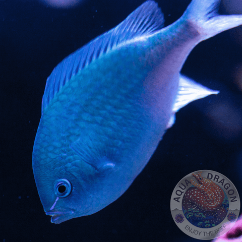 Chromis viridis „Blau-Grünes Schwalbenschwänzchen“